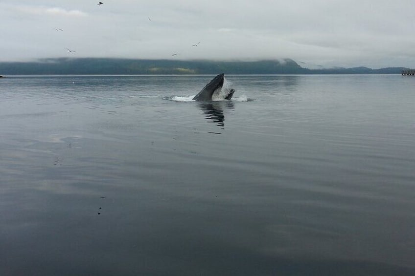 3 Hours Private Whale Tour in Juneau Alaska
