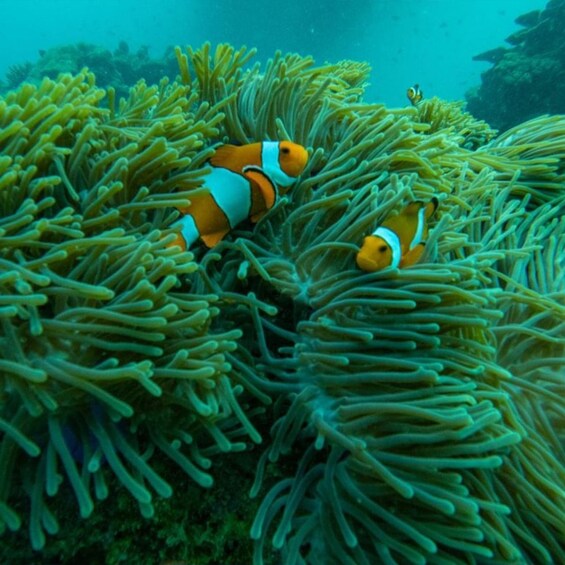 Picture 9 for Activity Krabi: Phi Phi Islands Speedboat Tour with Buffet Lunch