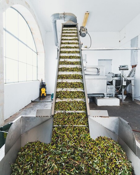 Picture 9 for Activity Kolymvari: Biolea Olive Oil Enthusiast Tour