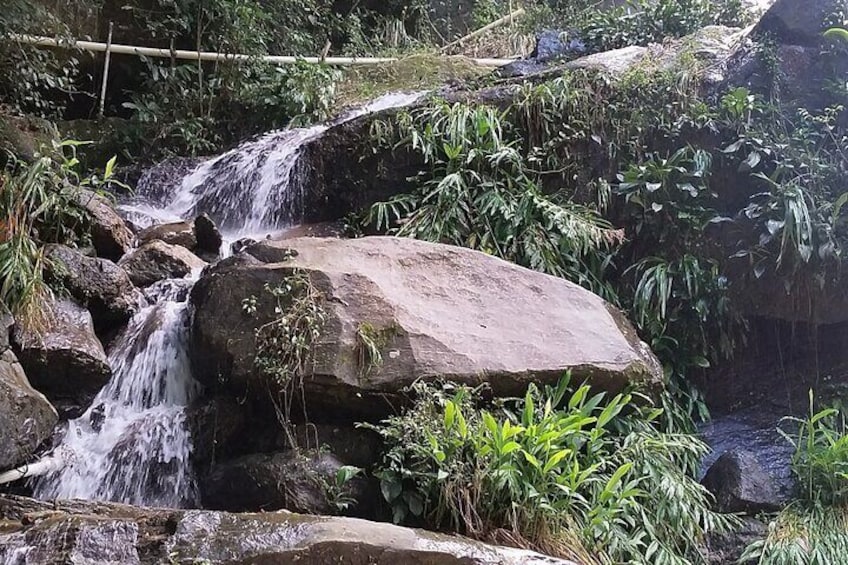 The Tijuca forest, the Jardim Bôtanico and their treasures
