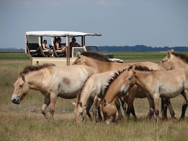 Full-Day Puszta Tour with Horse Show and Safari