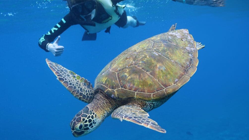 Premiere Oahu Dolphin Cruise with Turtle Snorkeling, 20ft Sea Slide & Lunch