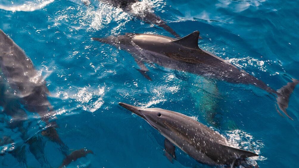 Premiere Oahu Dolphin Cruise with Turtle Snorkeling, 20ft Sea Slide & Lunch