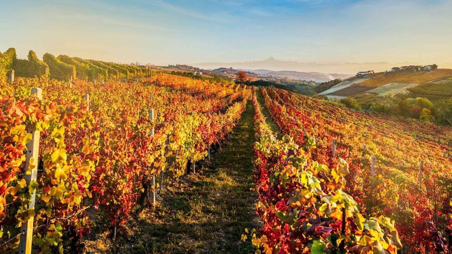 La Morra: A Journey through Barolo's Finest Vintages