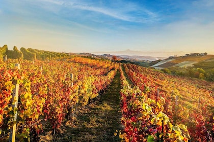 La Morra: A Journey through Barolo's Finest Vintages