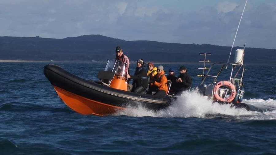 Cornwall: 2 hour Wildlife Watching RIB Tour