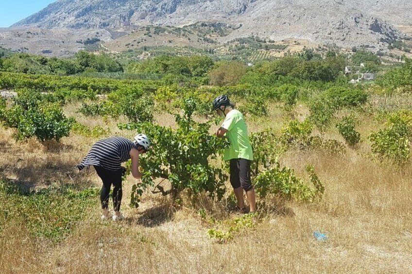 E-Bike Tour with Wine Tasting in Dafnes, Heraklion