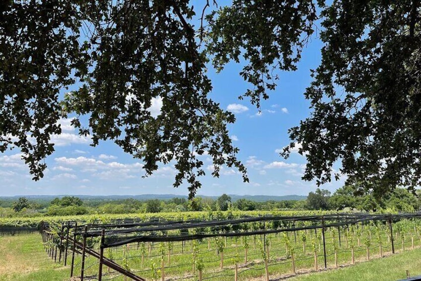 Private Fredericksburg Wine Tour in Luxury Coach with 3 Wineries and Free Lunch