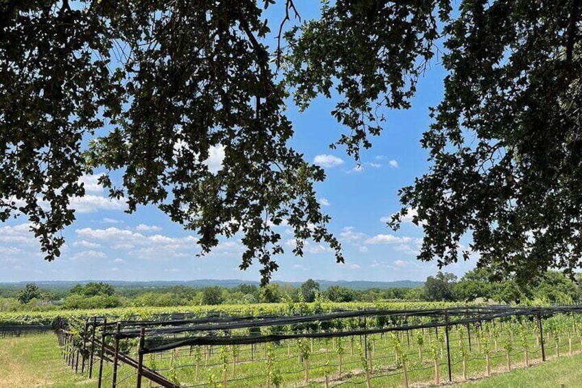 Private Fredericksburg Wine Tour in Luxury Coach with 3 Wineries and Free Lunch