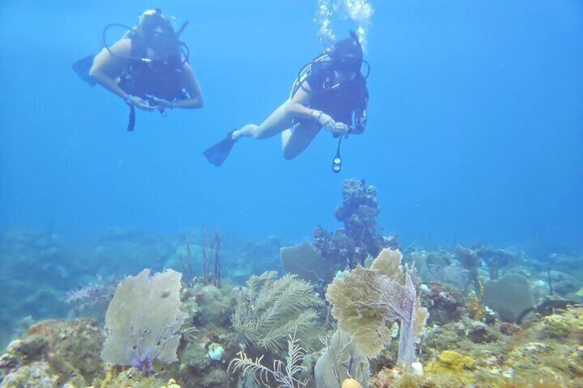 Try Scuba Diving experience for Beginners (and other PADI Scuba Diving courses)