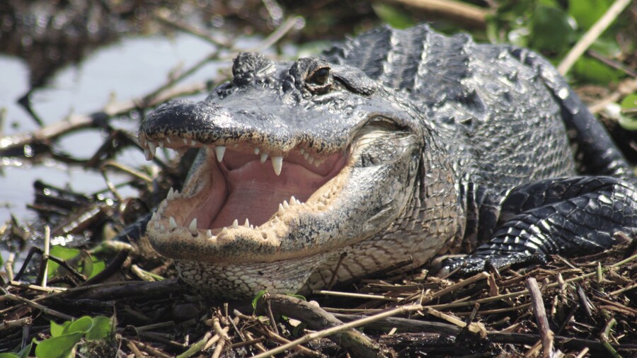 Everglades Day Safari from Sanibel, Fort Myers & Naples