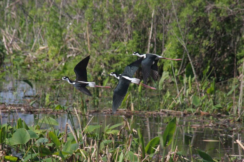 Picture 3 for Activity Everglades Day Safari from Sanibel, Fort Myers & Naples