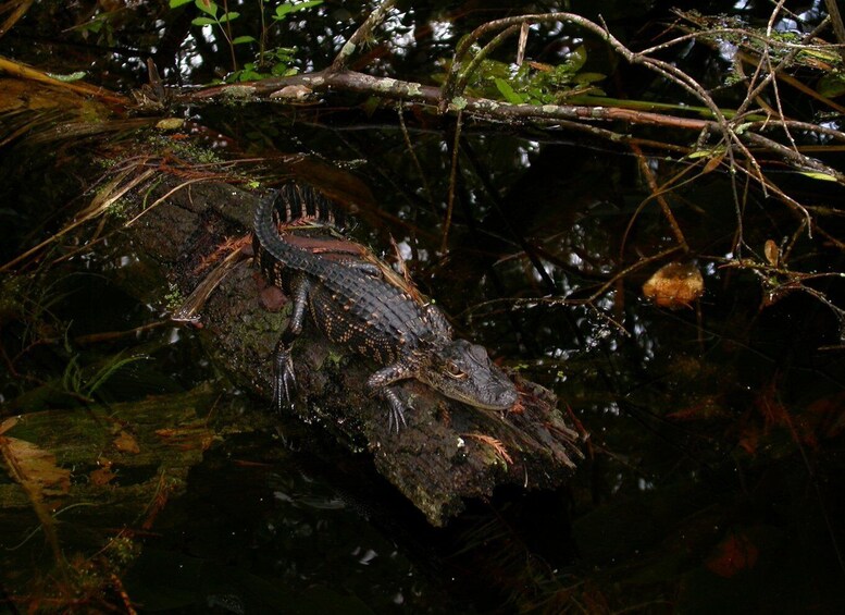 Picture 1 for Activity Everglades Day Safari from Sanibel, Fort Myers & Naples