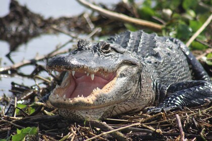 Safari d'une journée dans les Everglades au départ de Sanibel, Fort Myers e...