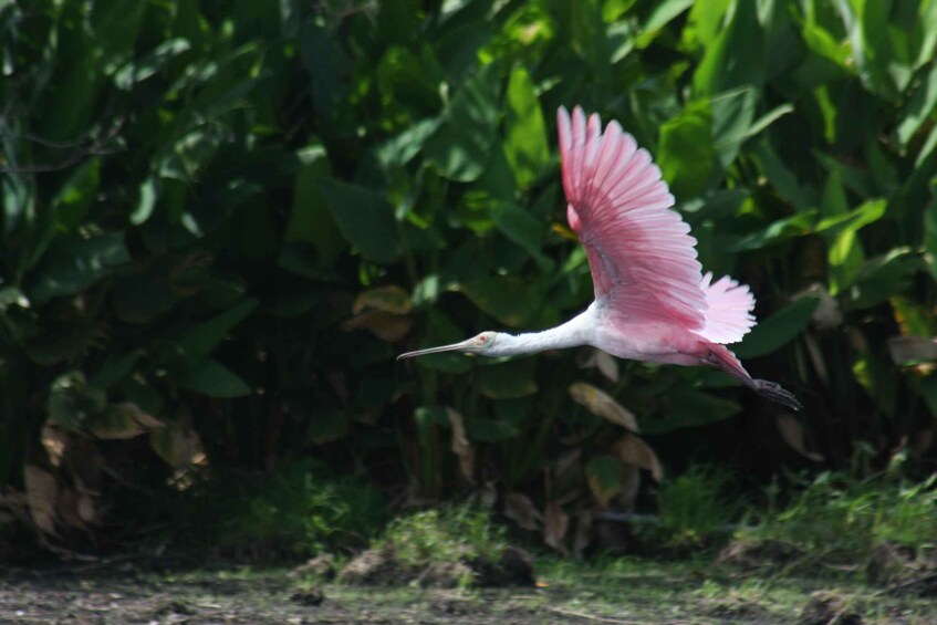 Picture 4 for Activity Everglades Day Safari from Sanibel, Fort Myers & Naples