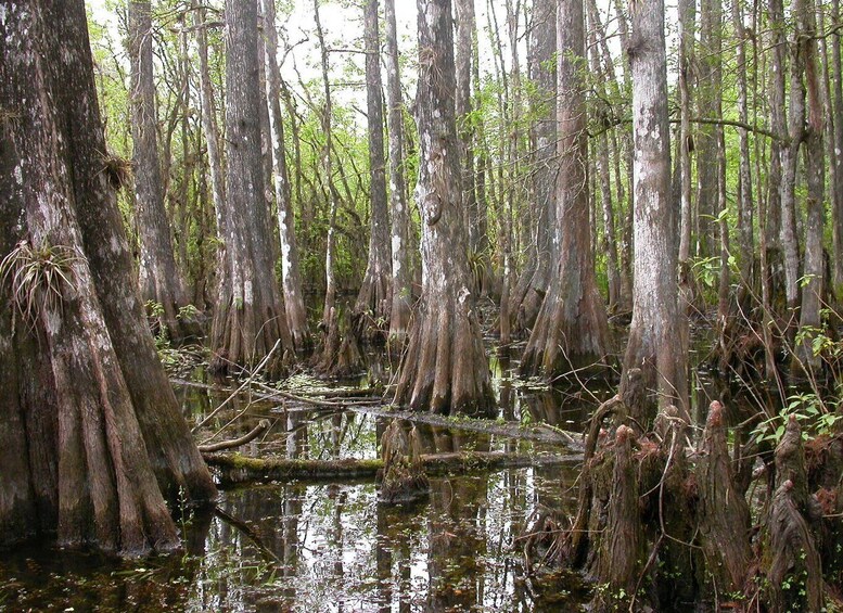 Picture 8 for Activity Everglades Day Safari from Sanibel, Fort Myers & Naples