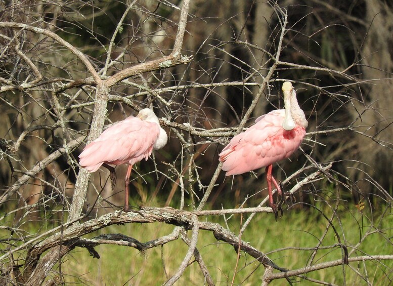 Picture 12 for Activity Everglades Day Safari from Sanibel, Fort Myers & Naples