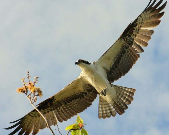 Picture 10 for Activity Everglades Day Safari from Sanibel, Fort Myers & Naples