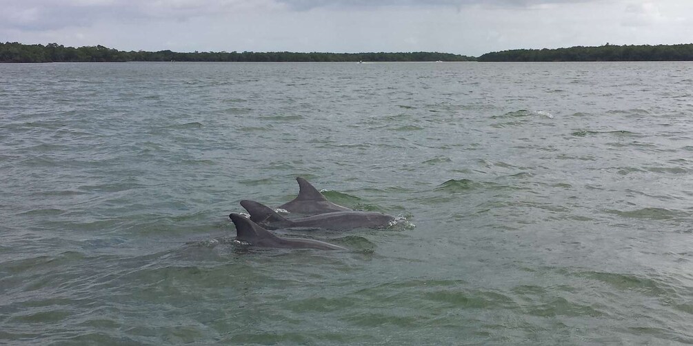 Picture 7 for Activity Everglades Day Safari from Sanibel, Fort Myers & Naples