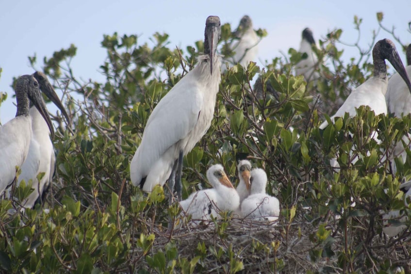 Picture 13 for Activity Everglades Day Safari from Sanibel, Fort Myers & Naples