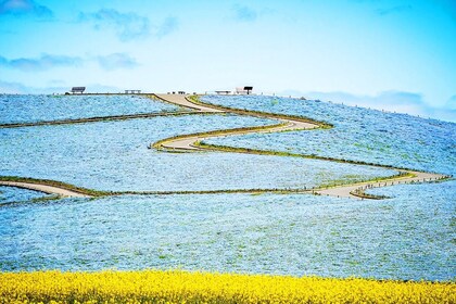 Japón: tour de un día con flores de mar de Ibaraki