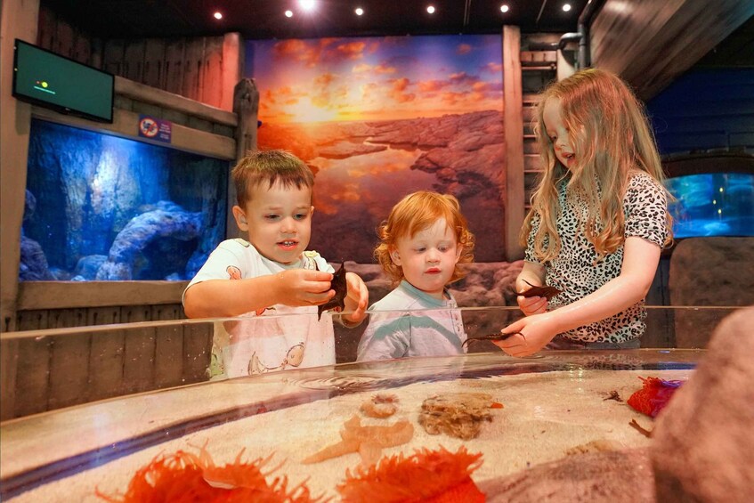 Picture 5 for Activity SEA LIFE Great Yarmouth