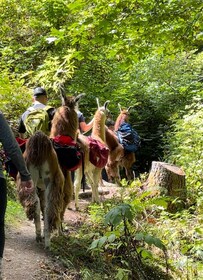 Roy, Washington: Llama Hike and Alpaca Encounter