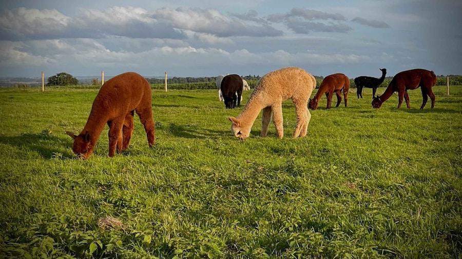 Shropshire: Alpaca Meet & Greet Intimate Alpaca Experience