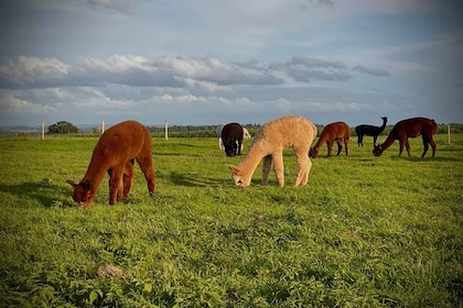 Shropshire: Alpaca Meet & Greet Intimate Alpaca Experience