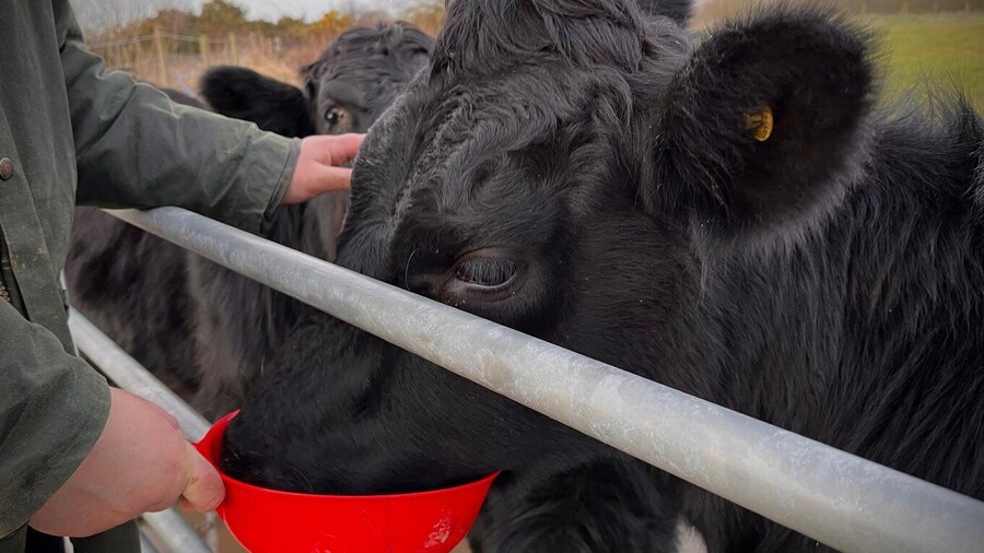 Shropshire: Meet the Mini Moos Cow Cuddling Experience