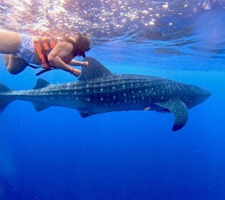 Holbox: Whale Shark and Catoche Island Tour with Snorkelling