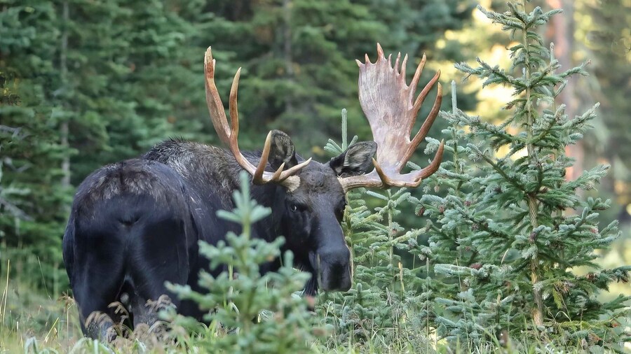Full-Day RMNP Over the Top Tour - RMNPhotographer