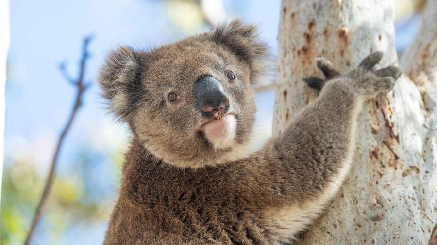 Port Lincoln Mikkira Station Wild Koala Safari Tour