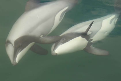 Motuara Island Sanctuary: Wildlife & Dolphin Watching Tour