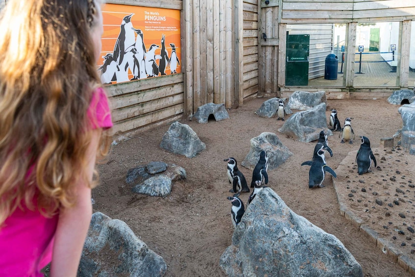 Picture 4 for Activity Sea Life Hunstanton