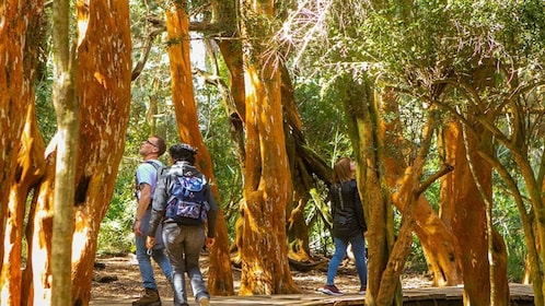 Navigation to Victoria Island and Arrayanes Forest