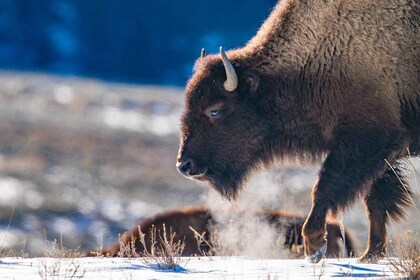 Wild Yellowstone 3 Day | Wildlife Photography Tour