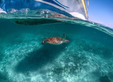 Playa del Carmen: Cenote and Turtle Snorkeling Tour