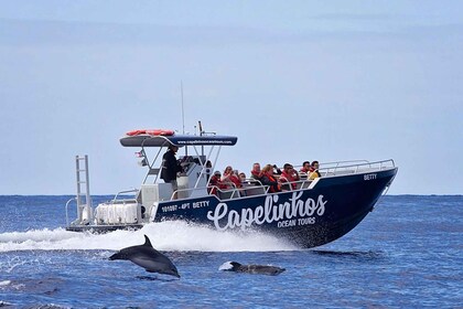 Faial Island: Unique boat tour to the Capelinhos volcano