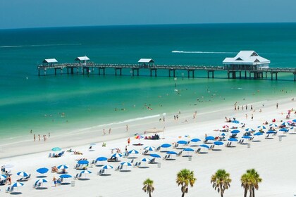 BEST Mexico Gulf Dolphin Watch&Clearwater Beach Day Tour from Orlando