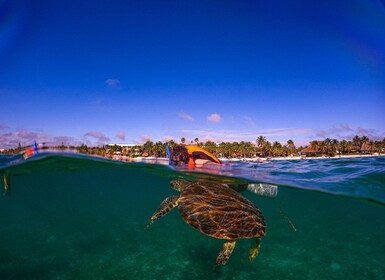 Akumal turtle sanctuary local guides
