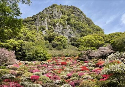 日本九州佐贺包车一日游