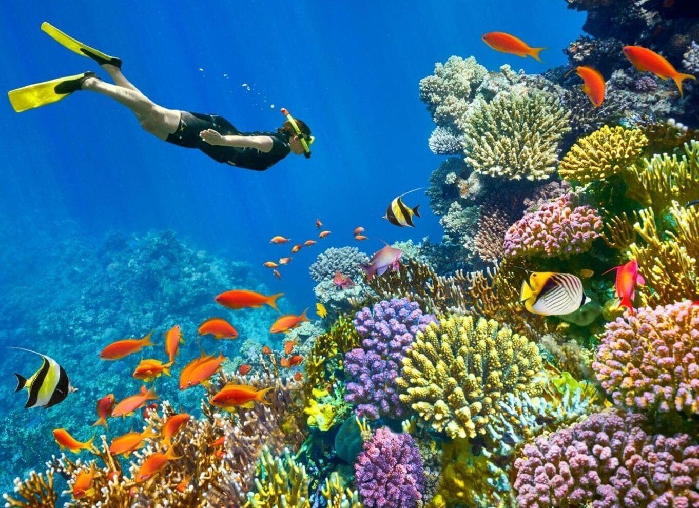 Sharm El Sheikh: Red Sea Scuba Diving Experience