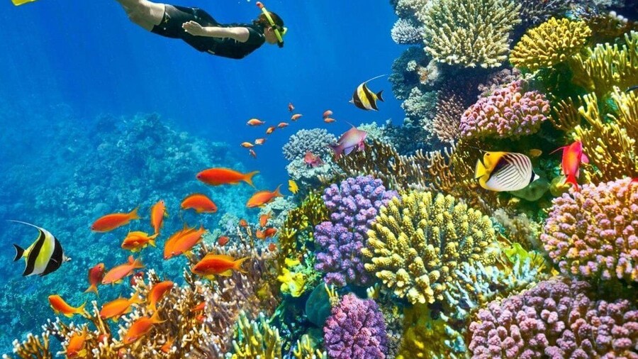 Sharm El Sheikh: Red Sea Scuba Diving Experience