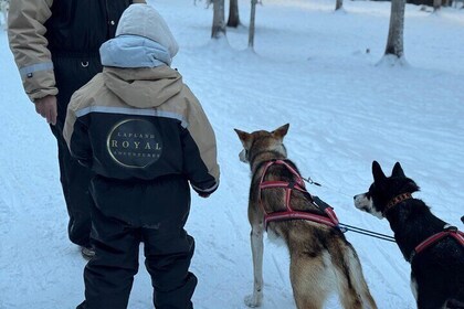 2 daagse huskytocht, sneeuwscooters, noorderlicht en Ranua Zoo