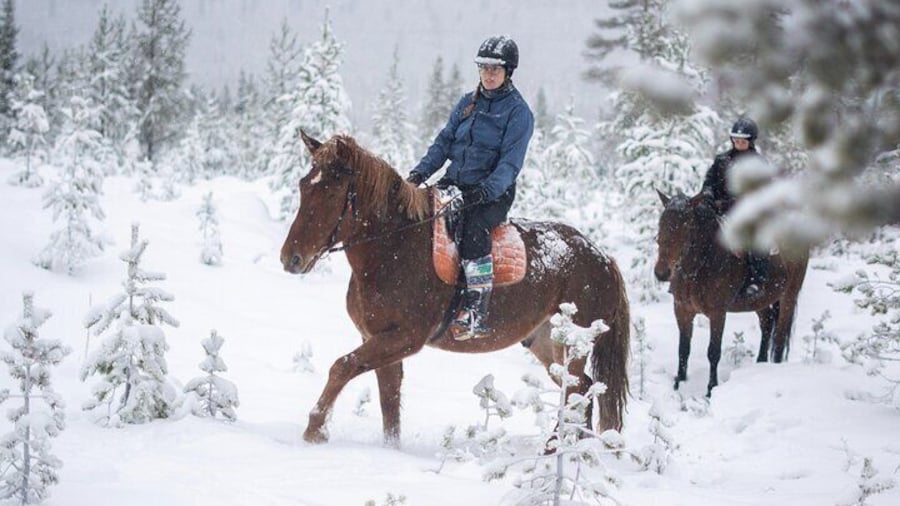 Horse ride to the snowy hill