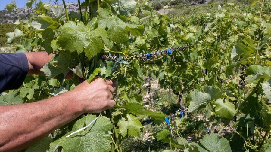 Hvar Wine Tour with Wine Tasting in a Local Winery
