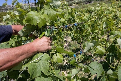 Hvar Wine Tour with Wine Tasting in a Local Winery