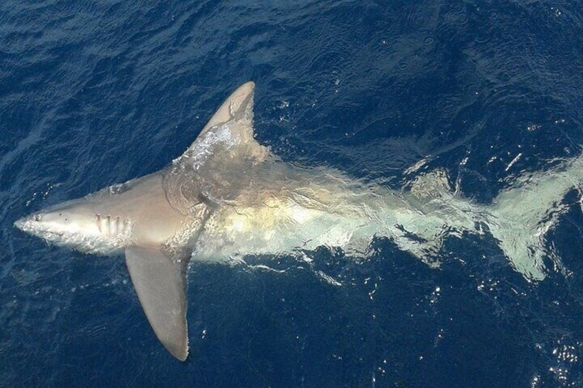 Offering big game shark fishing 