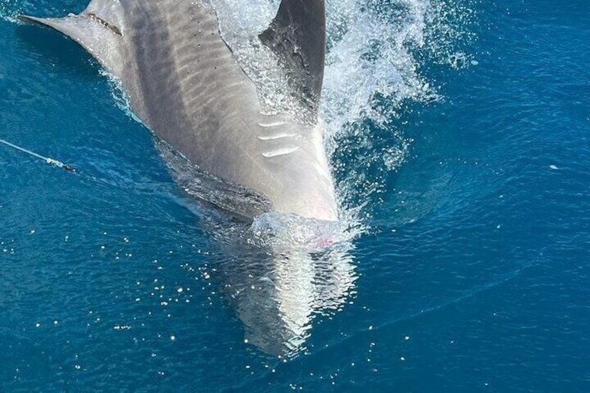 Big Tiger shark caught and released. We caught this one using dead bait and battled this shark for over an hour